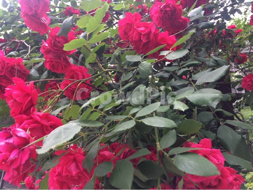 장미꽃,장미꽃잎,빨강,녹색,5월,여왕,식물,자연,plants,nature,꽃,flower
