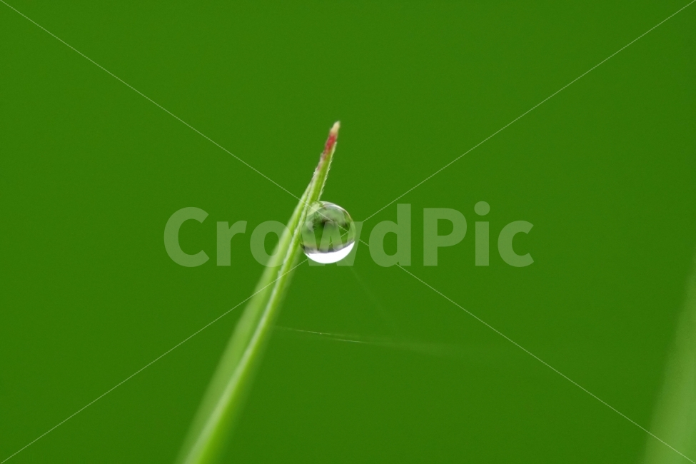 물방울,빗방울,이슬,식물,이파리,자연,비,비온후,아침,흐림,nature,waterdrop,raindrop,빗물,풀,풀잎,접사,macro,감성,감성사진,힐링,힐링사진,느낌,분위기,신비,신비한,신비로운,유리,구슬,투명한,투명,유리구슬,싱그러운,싱그럽다,싱싱한,싱싱하다,물기,수분,축축한,축축하다,축축,젖은,젖다,한국자연,한국의자연,snap,snapshot,스냅,스냅사진,스넵,스넵사진,풍경,landscape,시골,country,비,비오는날,rain,rainy,식물,자연,plants,nature