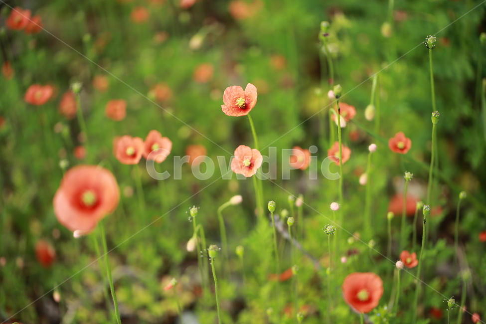 양귀비,꽃,꽃밭,야생화,들꽃,flower,식물,자연,plants,nature,꽃,flower