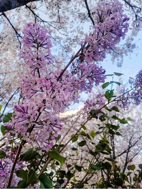 꽃,배경,자연,flower,봄