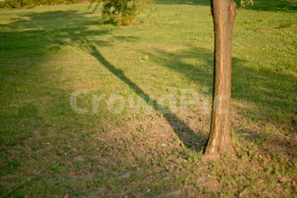 그림자,나무,풍경,공원,해질녘,식물,자연,plants,nature