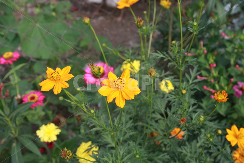 plant,식물,노란꽃,초록잎,꽃,식물,자연,plants,nature
