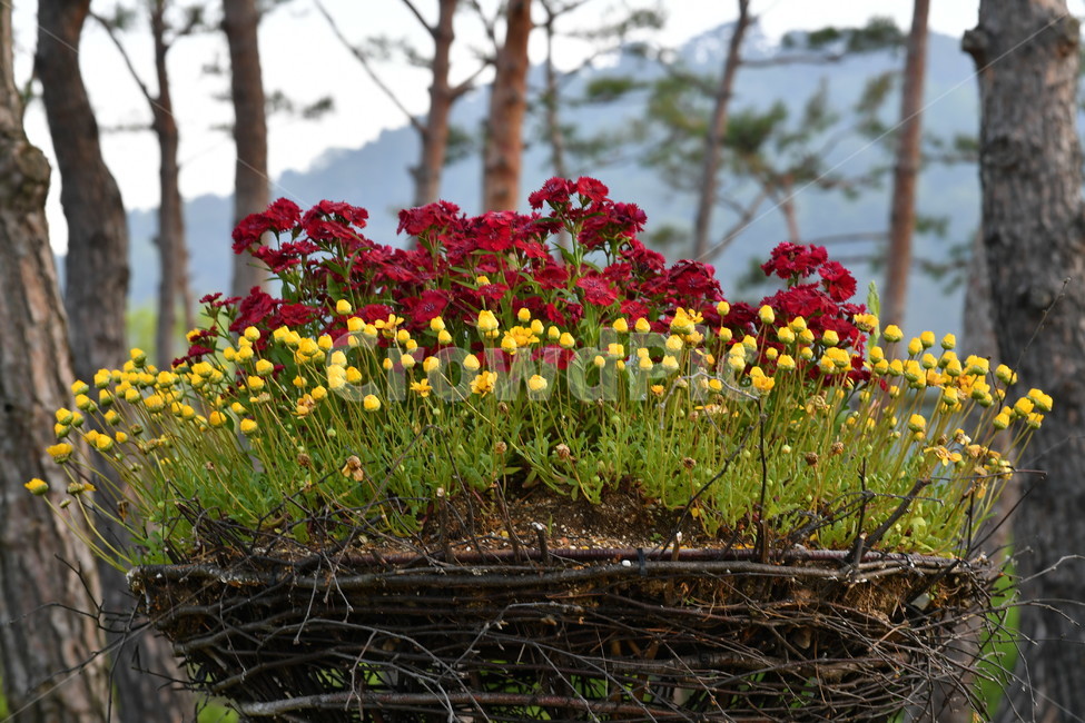 꽃,자연풍경,감성사진,식물,봄,봄,계절,spring,season,식물,자연,plants,nature,꽃,flower,plant,blossom,geranium,제라늄