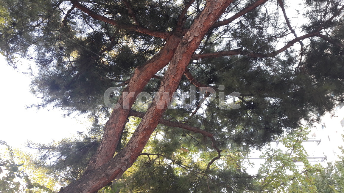 나무,자연,풍경,생명력,초록,식물,자연,plants,nature,나무,trees,wood