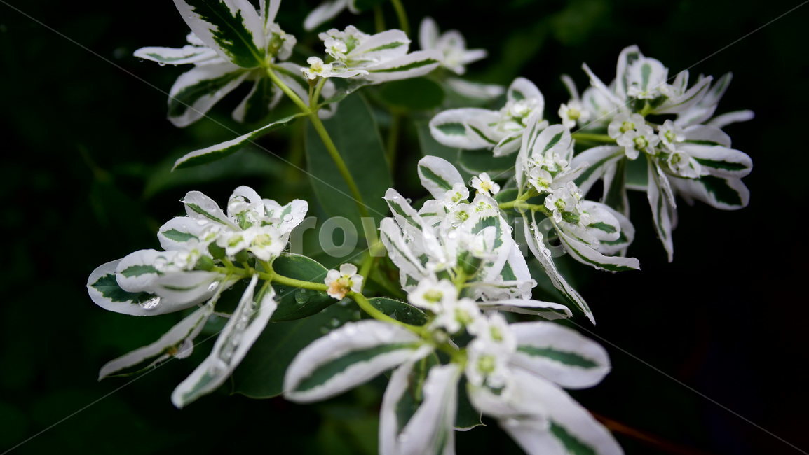 설악초,빨간대문,물방울,백색,euphorbiamarginatapursh,흐림,식물,자연,plants,nature