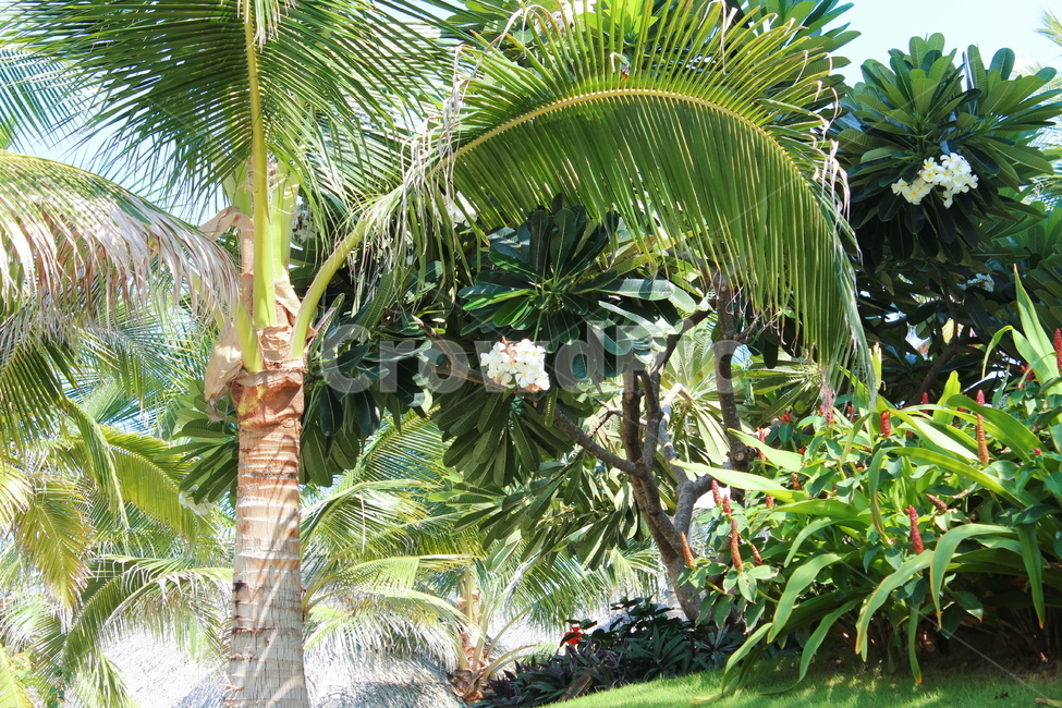 야자수,동남아,코코넛,식물,베트남,palmtree,plants,나무,trees,wood