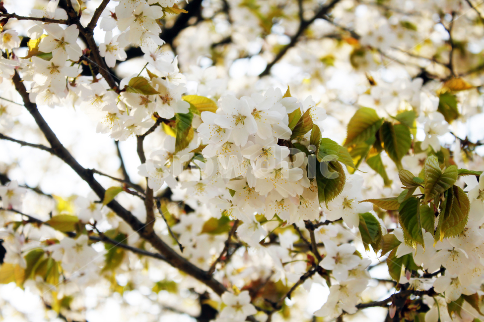 벚꽃,꽃,봄,나무,가지,나뭇가지,봉우리,꽃잎,개화,blossom,cherryblossom,식물,식물,자연,plants,nature,꽃,flower