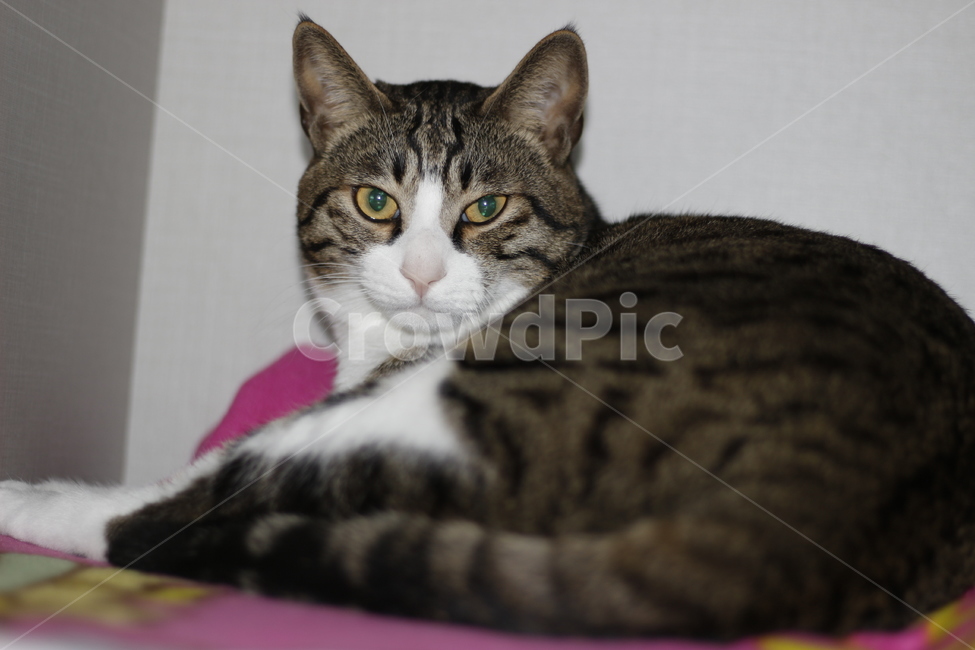고양이,반려동물,반려묘,동물,길고양이,집사,애완동물,cat,pet,kitten,animal,동물,animal,고양이,cat,kitten,kitty