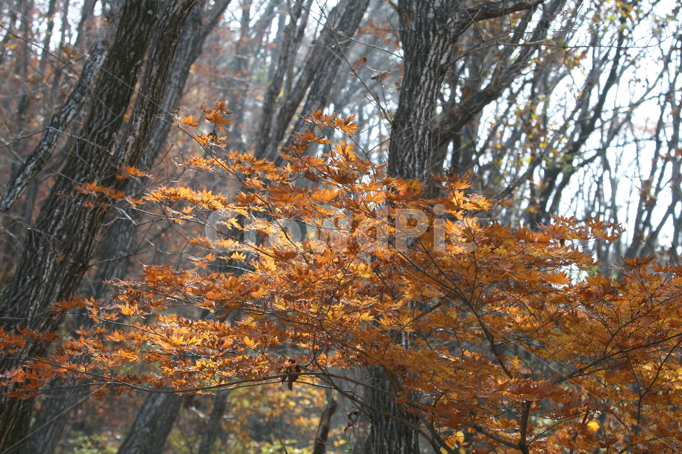 가을,가을낙엽,낙엽,나뭇잎,단풍,가을,계절,fall,autumn,season,tree,나무,plant,식물,tree trunk,나무 줄기