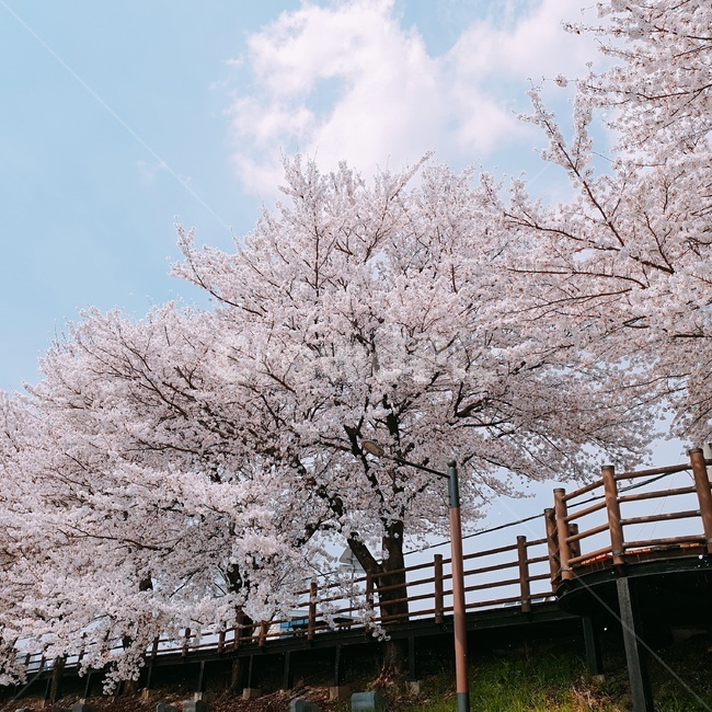자연,벚꽃,나무,봄,꽃,봄,계절,spring,season,자연,풍경,nature,landscape,plant,식물
