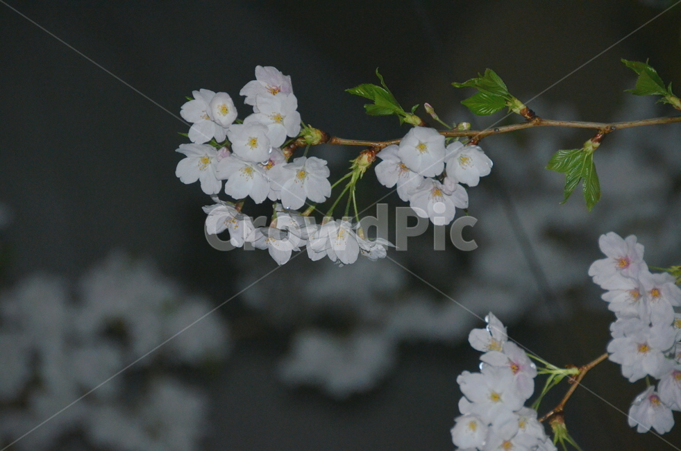 봄,벚꽃,밤벚꽃,밤,비,봄,계절,spring,season,plant,식물,blossom,꽃,flower,cherry blossom