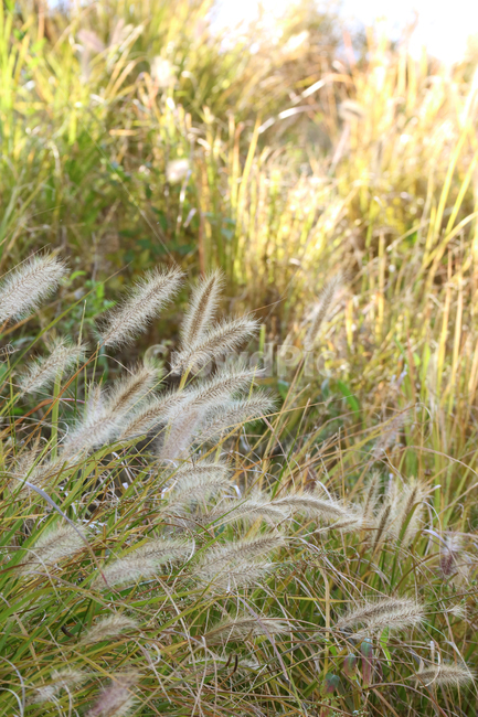 강아지풀,풀,가을,계절,식물,자연,풀밭,가을,계절,fall,autumn,season,식물,자연,plants,nature,grass,잔디,plant,lawn