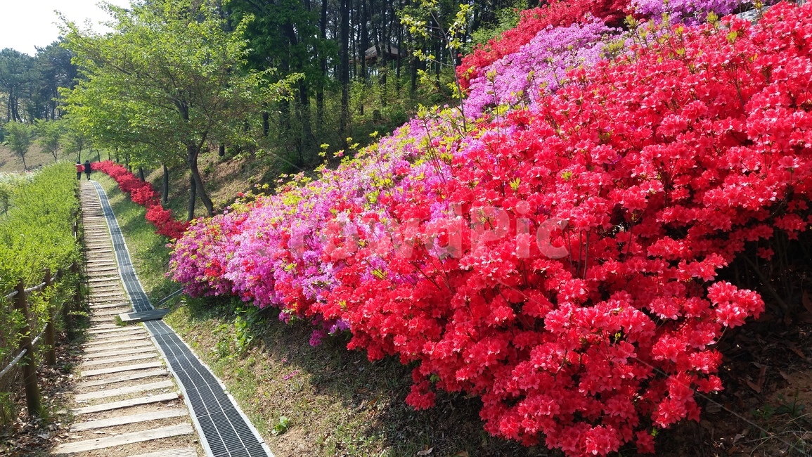 철쭉꽃,봄,등산로,산책로,꽃길