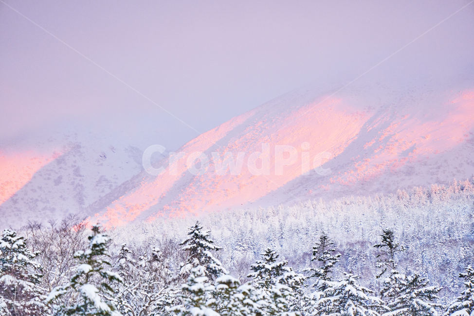 비에이,biei,노을,sunset,나무,tree,눈,snow,평온한,peaceful,겨울,계절,winter,season,자연,풍경,nature,landscape,해외,외국,세계,foreign,oversea,world,세계자연풍경,해외자연풍경,외국자연풍경,world nature landscape,색깔,색상,색채,색감,color sense,color sensitivity,feeling of color,plant,식물,fir,전나무,abies,아비,outdoors,옥외