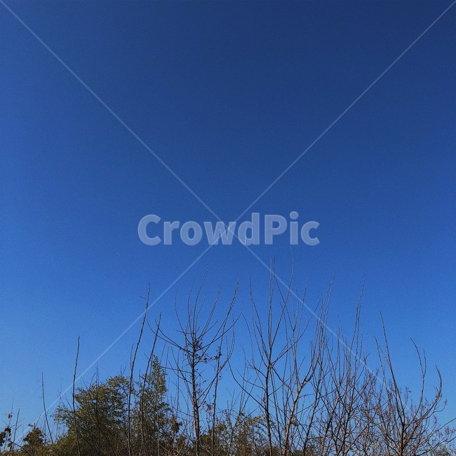 하늘,나무,sky,tree,blue
