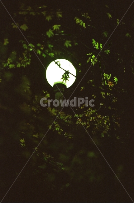 초록,전등,형광등,밤,저녁,야경,밤,풍경,nightscape,night,landscape,nature,자연,outdoors,옥외