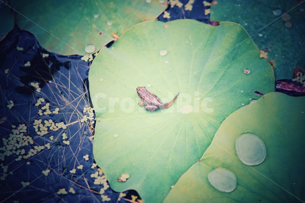올챙이,연잎,개구리,꼬리,양서류,동물,animal,파충류,양서류,reptile,amphibian