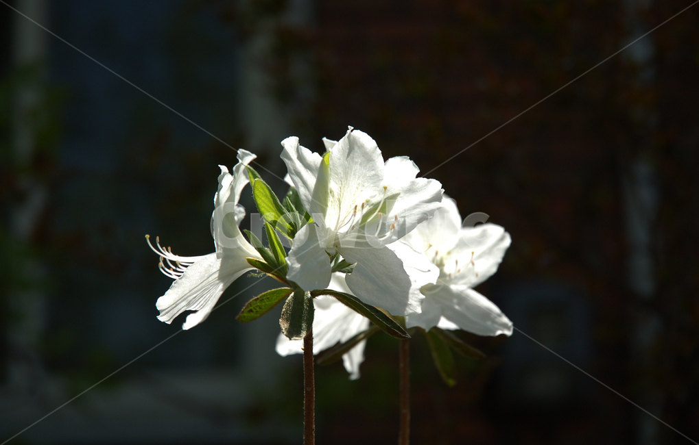 꽃,흰색,검정배경,릴리,백합,식물,자연,plants,nature,꽃,flower