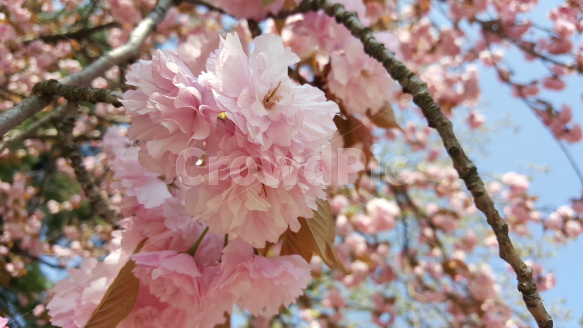 벚꽃,버찌,벚나무,봄꽃,분홍벚꽃,봄,계절,spring,season,식물,자연,plants,nature,꽃,flower,plant,blossom