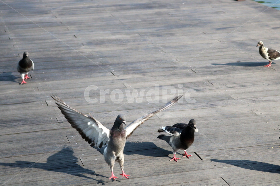 비둘기,새,조류,공원,자연,동물,동물,animal,조류,새,birds