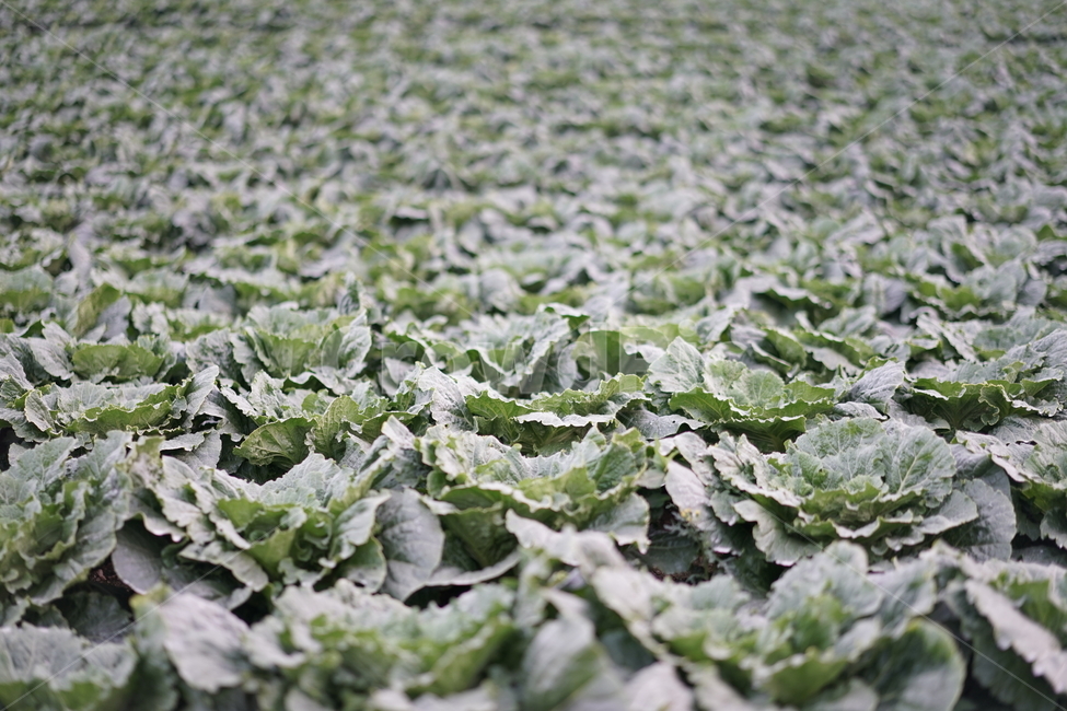 배추,배추밭,고랭지,초록,김치,밭,채소,야채,vegetables,산업,industry,industrial,농업,농사,agriculture,farming,farming industry