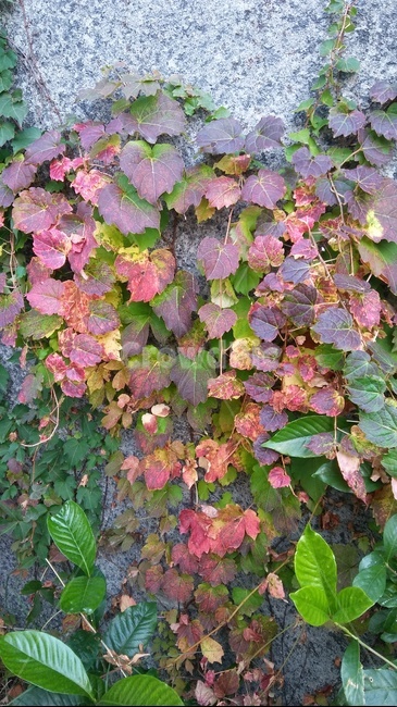 가을,단풍잎,조화,담벼락,초록,붉은,자연,가을,계절,fall,autumn,season,leaf,잎,plant,식물