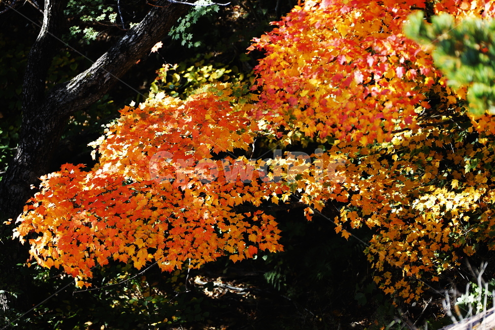 가을,붉은색,단풍,나무,낙옆,산,가을,계절,fall,autumn,season,plant,식물,leaf,잎,tree,maple