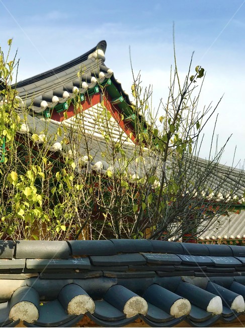 기왓장,한옥,나무,처마,담벼랃,하늘,전통,한국미,한국건축물,한국전통,한국문화,korean traditional,korean culture,건축물,건물외관,exterior,building,structure,architecture,construction