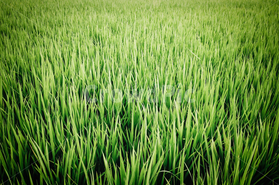 자연,식물,nature,보리,벼