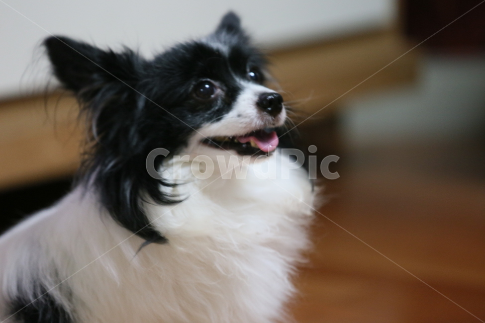 dog,빠삐용,개,animal,동물,동물,animal,포유류,mammal,개,강아지,dog,doggy