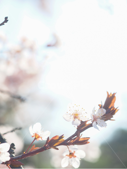 봄,꽃,식물,자연풍경,감성사진,봄,계절,spring,season,식물,자연,plants,nature,꽃,flower,감성,sensible,feeling,휴식,힐링,rest,relaxation,healing,plant