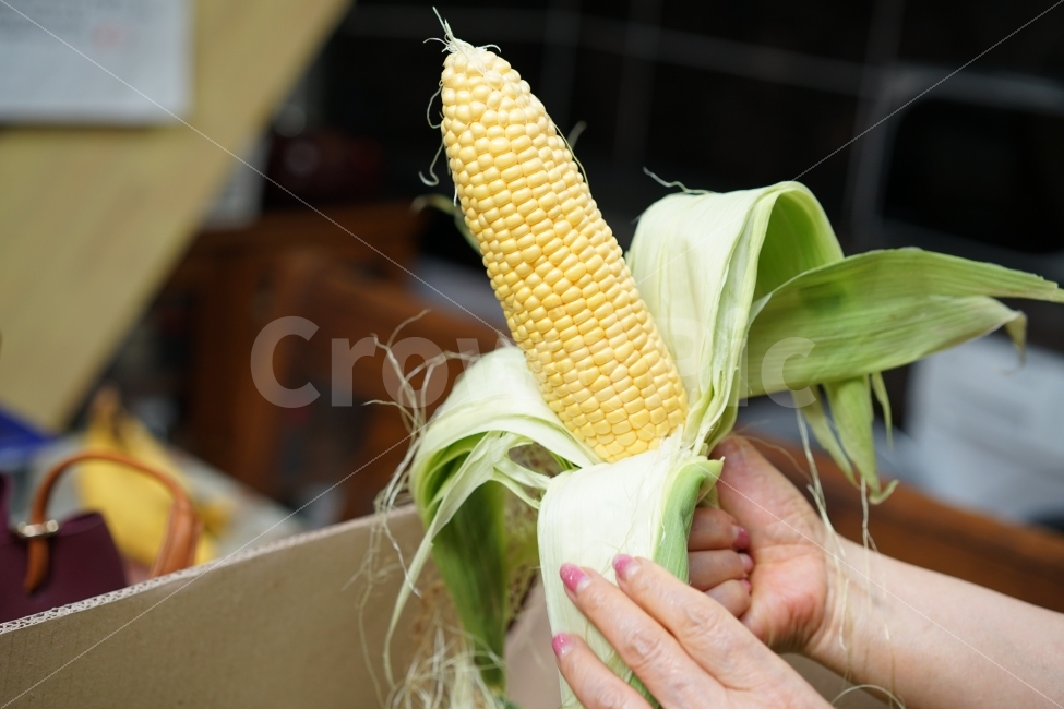 	옥수수,간식,옐로우,노랑,음식,푸드,먹거리,식량,비상식량,달콤,건강,식감,일상,먹방,손,핸드,사람,인물,인간,human,person,음식,식재료,요리,food,cook,meal,dishes,food reserves,곡류,곡식,cereals