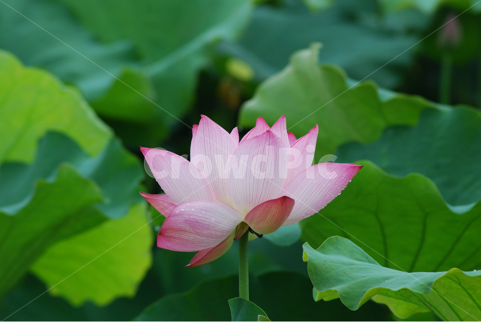 관곡지,시흥연꽃테마파크,연술,연꽃,연잎,식물,자연,plants,nature,꽃,flower