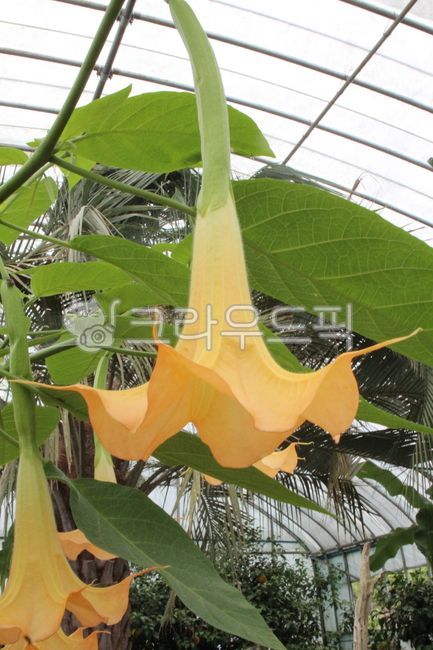 angel trumpet,nature,plant,brugmansia,flower