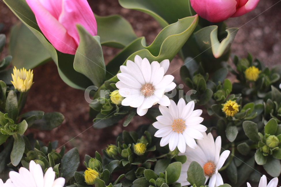 꽃,봄꽃,식물,flower,plants,봄,계절,spring,season,식물,자연,plants,nature,꽃,flower,plant,blossom