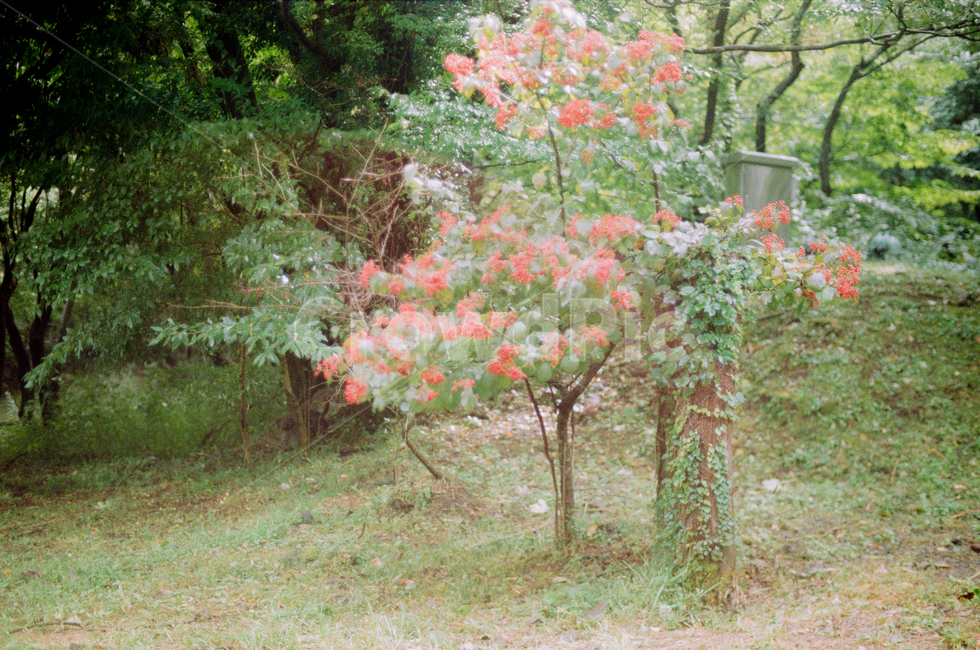 나무,산,초록,풍경,힐링,숲,nature,감성,필름,필름카메라,film,자연,여름,색감,summer,green,color,forest,wood