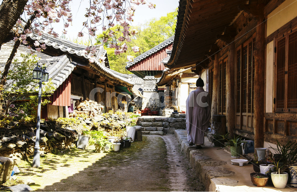 산사,절,왕벗꽃,기와,스님,화분,그림자,창호벽,가로등,선인장,돌계단,연통,한국전통,한국문화,korean traditional,korean culture,사람,인물,인간,human,person,건축물,건물외관,exterior,building,structure,architecture,construction
