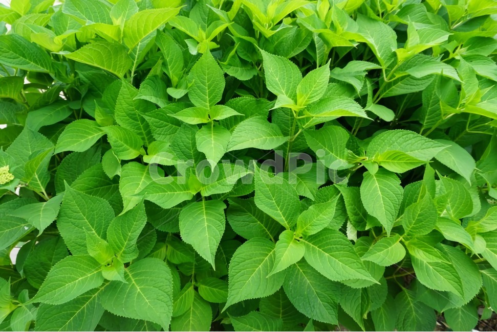 정원,garden,친환경,fresh,환경오염,식물,싱싱한,식물,자연,plants,nature