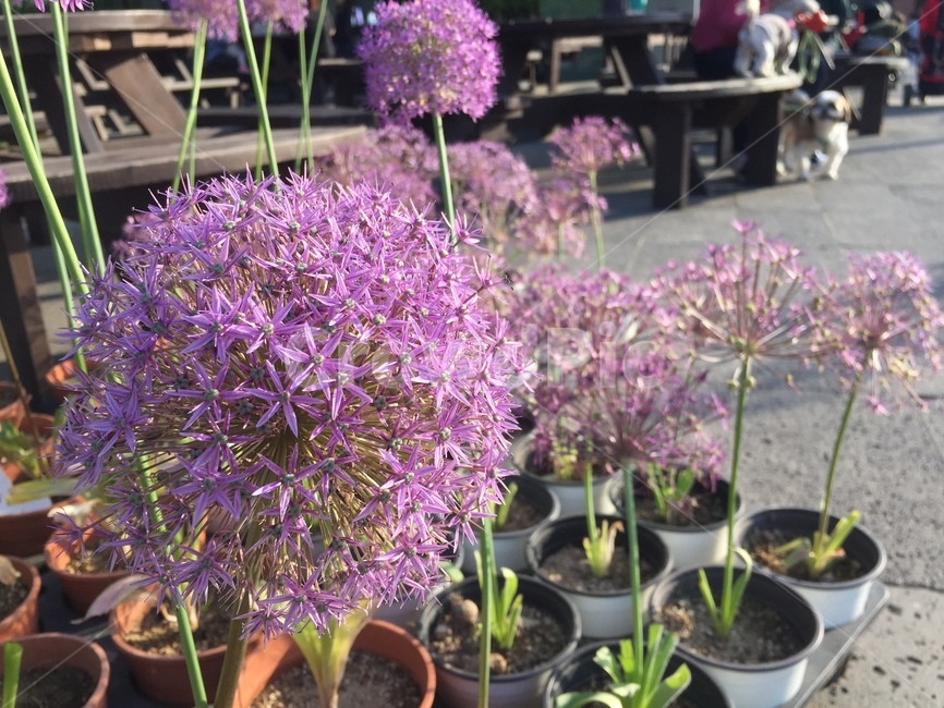 plant,식물,blossom,flower,꽃