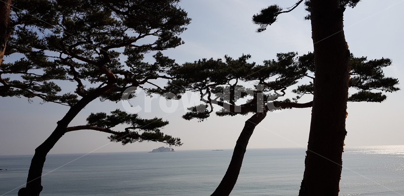 대청도,바다,해안가,해송,소나무