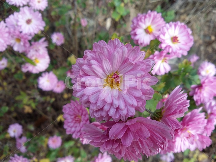 plant,식물,flower,꽃,자연,국화,식물,자연,plants,nature,꽃,flower