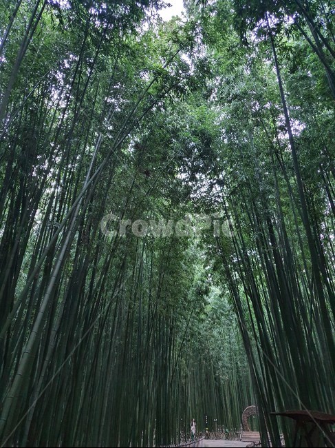 plant,식물,초록,나무,tree,숲,자연,대나무,자연,풍경,nature,landscape