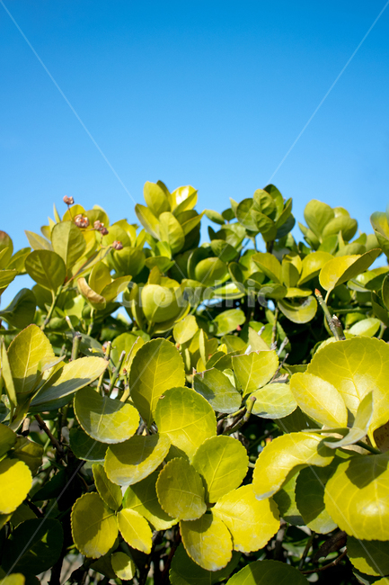 봄,spring,초록,새싹,나뭇잎,이파리,잎파리,leaf,식물,plant,야외,outdoor,공원,park,하늘,green,청정,clean,상쾌한,밝은,bright,선명한,희망찬,hopeful,식물,자연,plants,nature