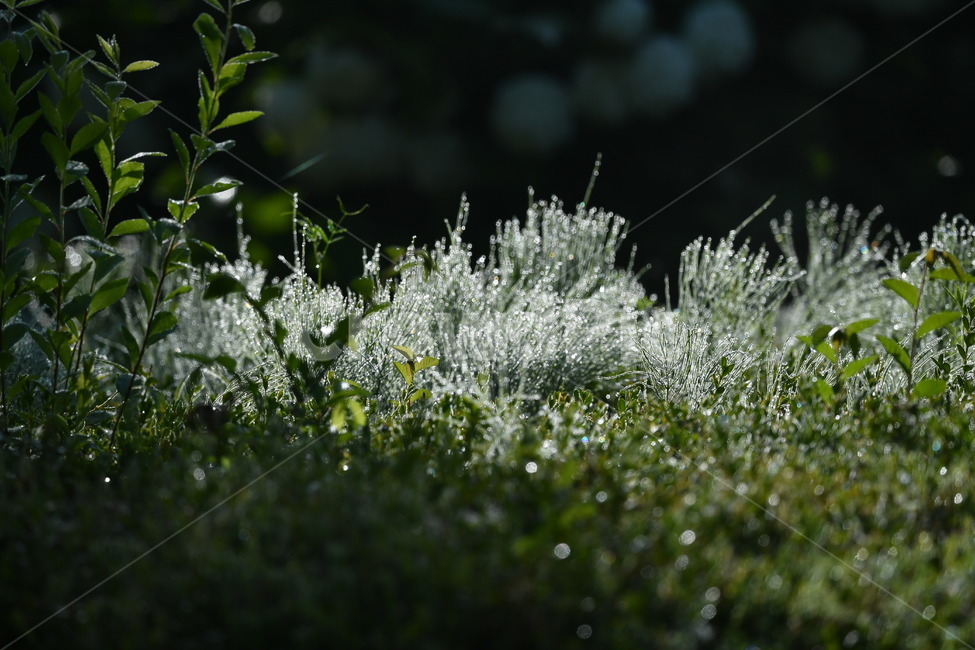 식물,감성사진,이슬,이슬꽃,자연풍경,봄,아침이슬,5월,쇠비듬,식물,자연,plants,nature,휴식,힐링,rest,relaxation,healing