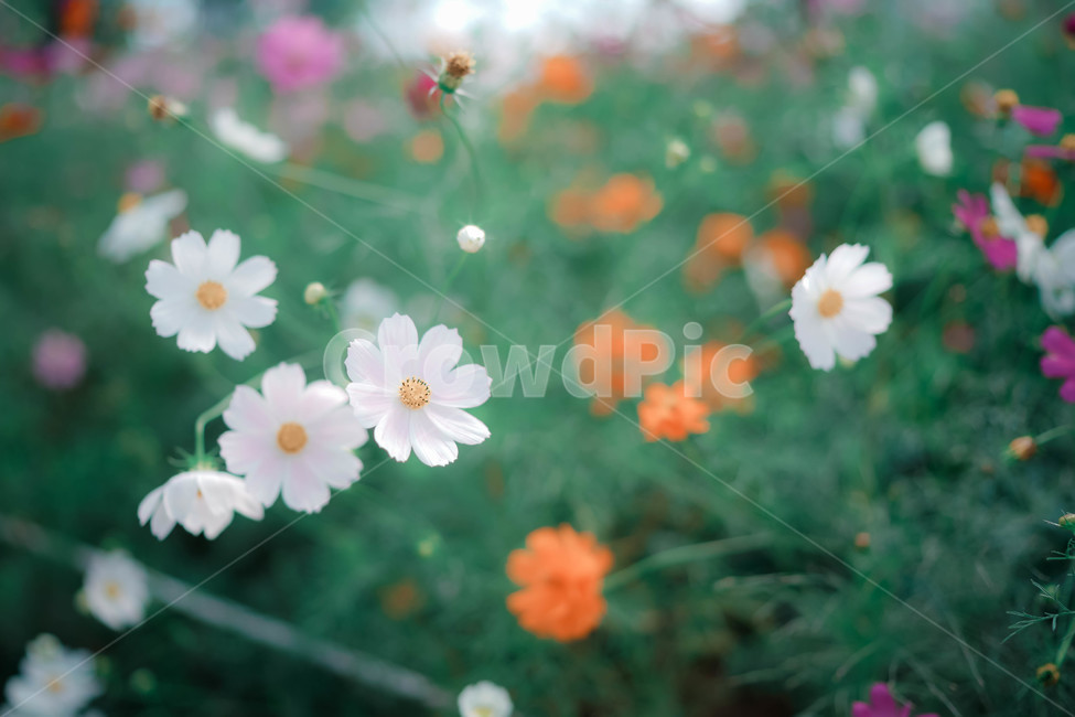 코스모스,꽃,가을,autumn,commoncosmos,コスモス,gardencosmos,flower,가을배경,가을이미지,꽃배경,식물,하얀색,가을,계절,fall,autumn,season,식물,자연,plants,nature,꽃,flower,감성,sensible,feeling,plant,petal,꽃잎,blossom