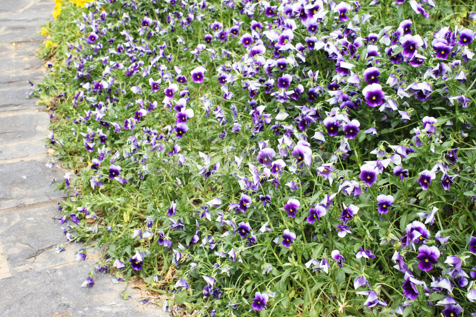 꽃,꽃밭,식물,자연,flower,flowergarden,plant