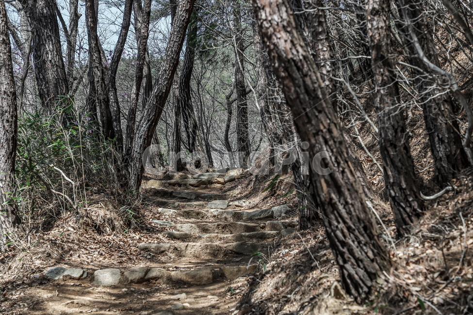 산길풍경,풍경,소나무풍경,소나무,나무풍경,자연,풍경,nature,landscape,plant,식물,root,뿌리,tree,나무,ground,바닥
