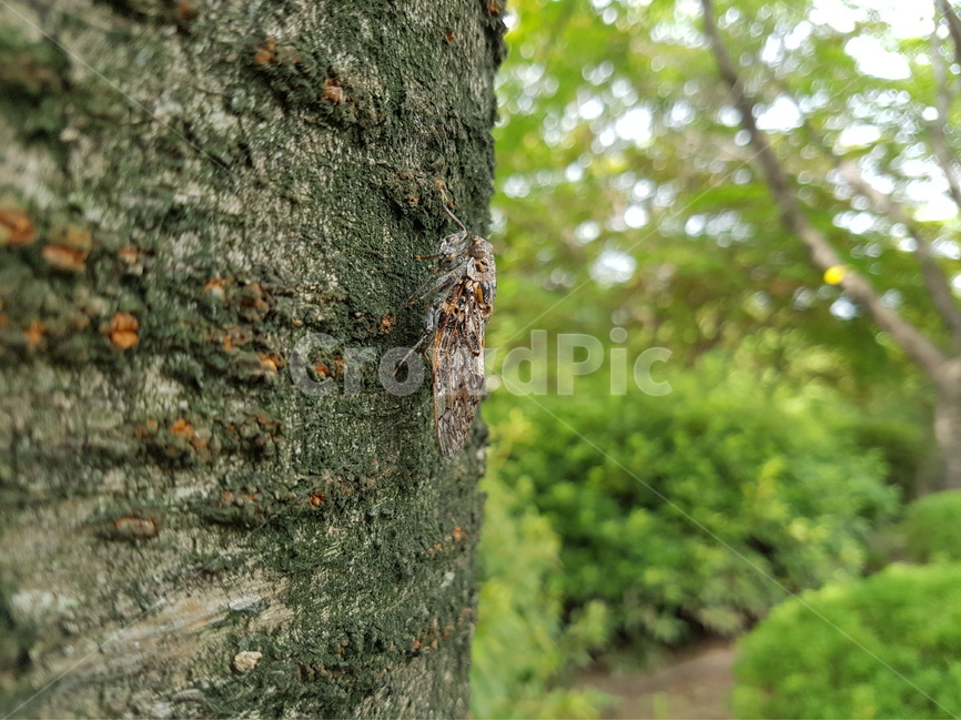 매미,곤충,여름곤충,참매미,벚나무,여름,계절,summer,season,동물,animal,곤충,벌레,insect,bug,tree,나무,plant,식물,tree trunk,나무 줄기