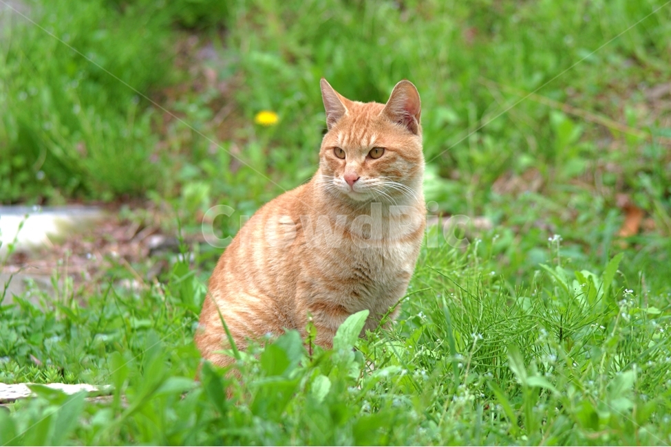 고양이,길냥이,동물,사진,배경사진,노란색,배경,줄무늬,눈빛,날카로움,동물,animal,포유류,mammal,고양이,cat,kitten,kitty