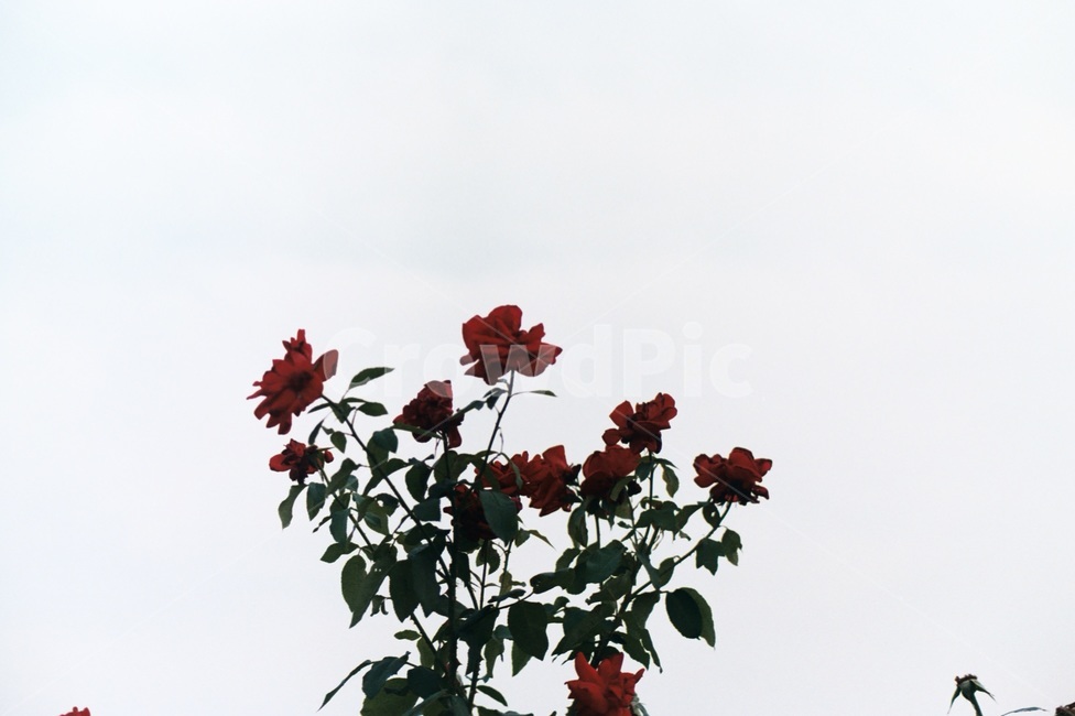 필름사진,필름카메라,감성사진,장미,꽃
